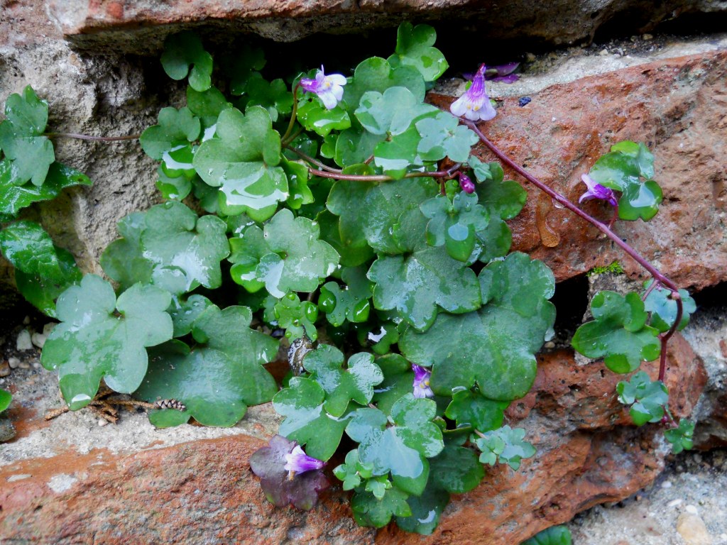 Cymbalaria muralis